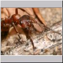 Formica -Serviformica- sanguinea - Blutrote Raubameise 07 9mm.jpg